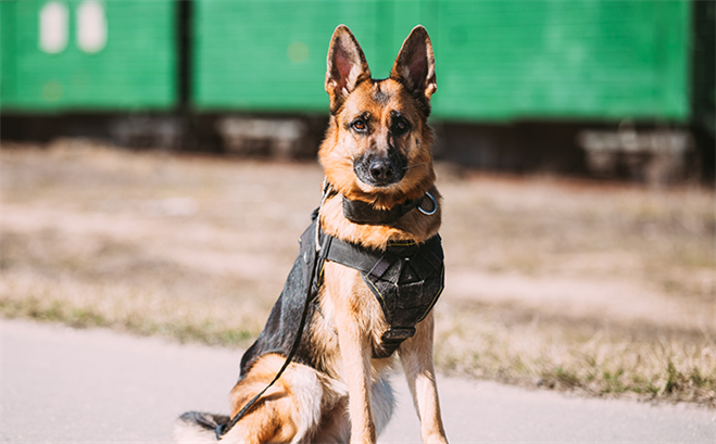 K9 Tyler Sniffs Out Large Drug Bust