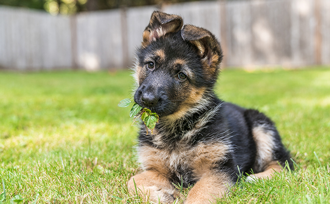 Selecting the Right K9 for Your Agency