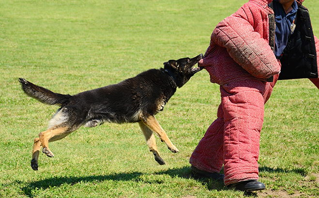 Training K9s for the Police Force