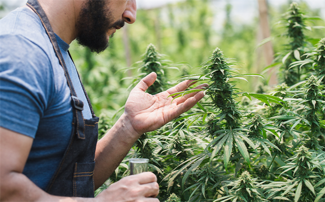 Building a Cannabis Licensing Agency With Technology
