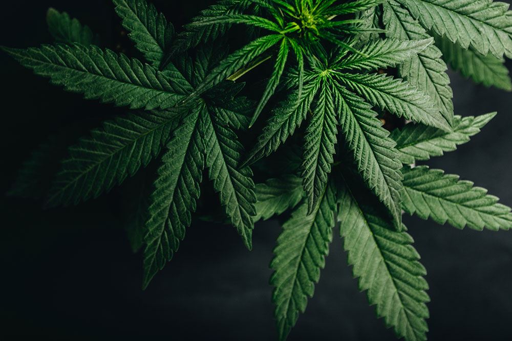 Medical Cannabis Regulation