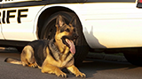 Cheyenne PD Credits K9 With Meth Bust