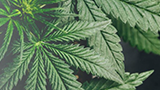 Explore Medical Cannabis Regulation