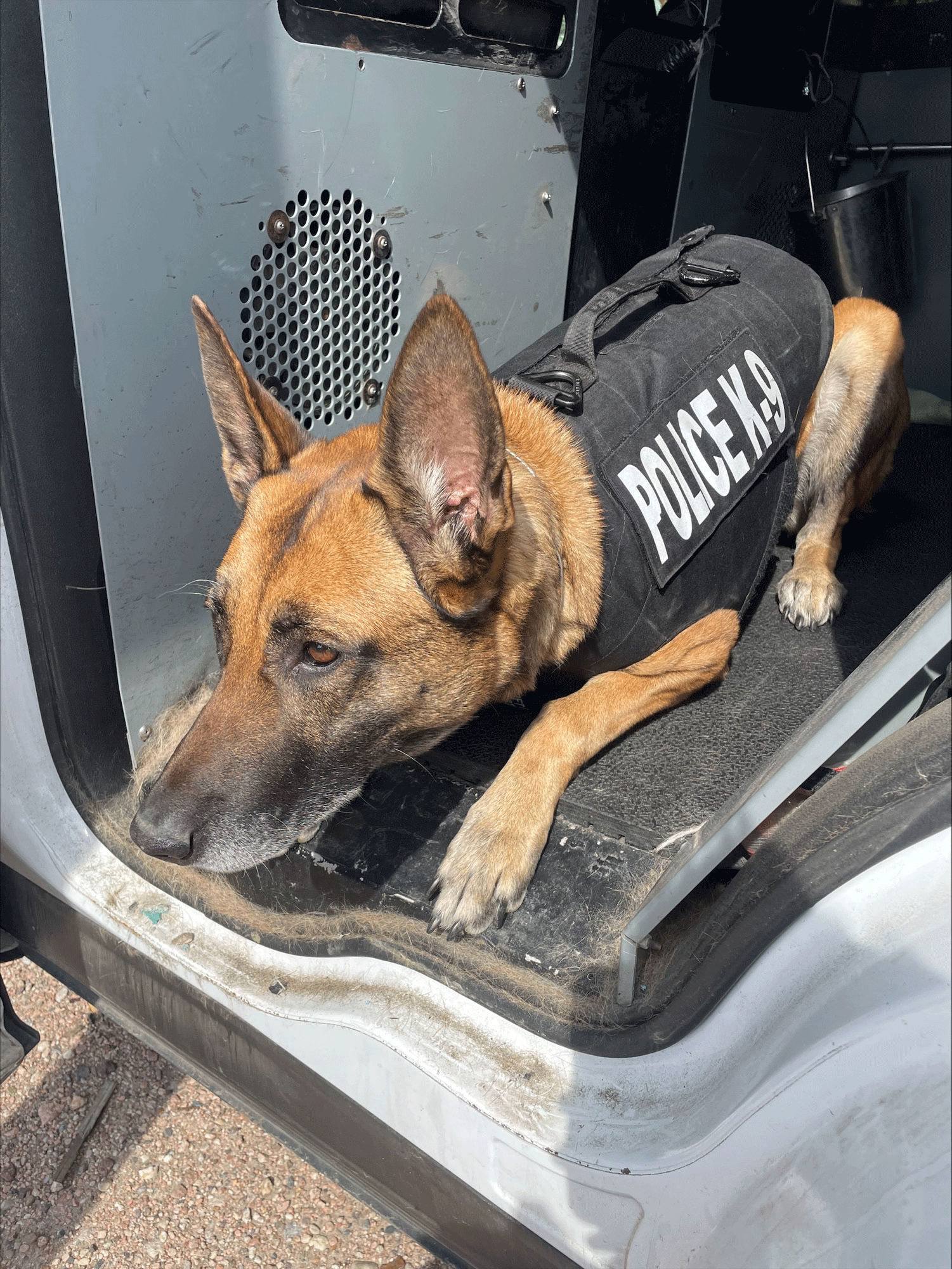 K9 Tyler 02