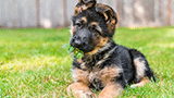 Selecting the Right K9 For Your Agency